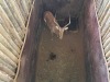1 X ROOIBOK - IMPALA M:1 MULATI - 2