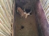 1 X ROOIBOK - IMPALA M:1 MULATI - 3