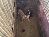 1 X ROOIBOK - IMPALA M:1 MULATI - 4