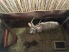 1 X NJALA - NYALA M:1 MULATI - 2