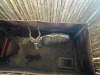 1 X NJALA - NYALA M:1 MULATI - 3