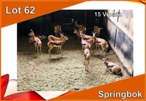 15x SPRINGBOK/SPRINGBUCK V/F:15 (Per stuk om lot te neem)