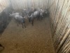 6 X BLOUWILDEBEES - BLUE WILDEBEEST V/F:6 MULATI (Betaal per dier/Pay per animal) - 4