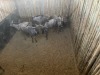 6 X BLOUWILDEBEES - BLUE WILDEBEEST V/F:6 MULATI (Betaal per dier/Pay per animal) - 5