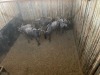 6 X BLOUWILDEBEES - BLUE WILDEBEEST V/F:6 MULATI (Betaal per dier/Pay per animal) - 6