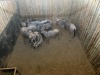6 X BLOUWILDEBEES - BLUE WILDEBEEST V/F:6 MULATI (Betaal per dier/Pay per animal) - 7