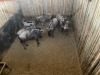 6 X BLOUWILDEBEES - BLUE WILDEBEEST V/F:6 MULATI (Betaal per dier/Pay per animal) - 8