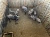 6 X BLOUWILDEBEES - BLUE WILDEBEEST V/F:6 MULATI (Betaal per dier/Pay per animal) - 9