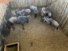 6 X BLOUWILDEBEES - BLUE WILDEBEEST V/F:6 MULATI (Betaal per dier/Pay per animal) - 10