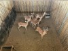 7 X ROOIBOK - IMPALA M:1 V/F:6 MULATI (Betaal per dier/Pay per animal) - 2