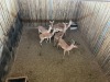 7 X ROOIBOK - IMPALA M:1 V/F:6 MULATI (Betaal per dier/Pay per animal) - 3