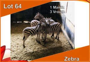 4x SEBRA/ZEBRA M:1 V/F:3 (Per stuk om lot te neem)