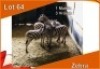4x SEBRA/ZEBRA M:1 V/F:3 (Per stuk om lot te neem)