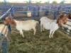LOT 25 2X OOI/EWE BOERBOK Rhenosterhoek, Kobus van der Walt - 082926 0929 (Per stuk om lot te neem/Per Piece to take the lot) - 2
