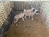 3 X KOEDOE - KUDU V/F:3 MULATI (Betaal per dier/Pay per animal) - 2