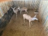3 X KOEDOE - KUDU V/F:3 MULATI (Betaal per dier/Pay per animal) - 3