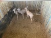 3 X KOEDOE - KUDU V/F:3 MULATI (Betaal per dier/Pay per animal) - 4
