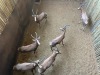 5 X BLESBOK - BLESBUCK V/F:5 MULATI (Betaal per dier/Pay per animal) - 2