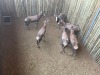5 X BLESBOK - BLESBUCK V/F:5 MULATI (Betaal per dier/Pay per animal) - 4