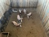 5 X BLESBOK - BLESBUCK M:5 MULATI (Betaal per dier/Pay per animal) - 2