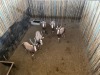 5 X BLESBOK - BLESBUCK M:5 MULATI (Betaal per dier/Pay per animal) - 3