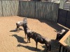 4 X BLOUWILDEBEES - BLUE WILDEBEEST M:4 MULATI (Betaal per dier/Pay per animal) - 2