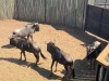 4 X BLOUWILDEBEES - BLUE WILDEBEEST M:4 MULATI (Betaal per dier/Pay per animal) - 3