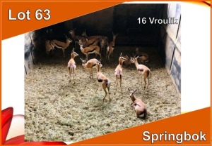 16x SPRINGBOK/SPRINGBUCK V/F:16 (Per stuk om lot te neem)