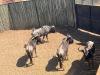 4 X BLOUWILDEBEES - BLUE WILDEBEEST M:4 MULATI (Betaal per dier/Pay per animal) - 4