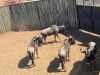 4 X BLOUWILDEBEES - BLUE WILDEBEEST M:4 MULATI (Betaal per dier/Pay per animal) - 5