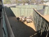 6 X BLOUWILDEBEES - BLUE WILDEBEEST M:2 V/F:4 MULATI (Betaal per dier/Pay per animal) - 2