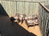 6 X BLOUWILDEBEES - BLUE WILDEBEEST M:2 V/F:4 MULATI (Betaal per dier/Pay per animal) - 3