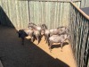 6 X BLOUWILDEBEES - BLUE WILDEBEEST M:2 V/F:4 MULATI (Betaal per dier/Pay per animal) - 4