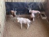 4 X BLESBOK - BLESBUCK M:4 MULATI (Betaal per dier/Pay per animal) - 2