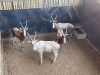 4 X BLESBOK - BLESBUCK M:4 MULATI (Betaal per dier/Pay per animal) - 3
