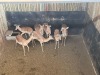 7 X ROOIBOK - IMPALA V/F:7 MULATI (Betaal per dier/Pay per animal) - 2