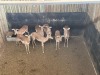7 X ROOIBOK - IMPALA V/F:7 MULATI (Betaal per dier/Pay per animal) - 3