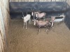 5 X BLESBOK - BLESBUCK M:5 MULATI (Betaal per dier/Pay per animal) - 2