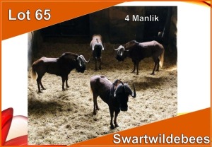 4x SWART WILDEBEES/BLACK WILDEBEEST M:4 (Per stuk om lot te neem)