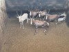 5 X BLESBOK - BLESBUCK M:5 MULATI (Betaal per dier/Pay per animal) - 3