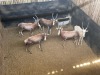 5 X BLESBOK - BLESBUCK M:5 MULATI (Betaal per dier/Pay per animal) - 4