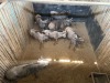 7 X BLOUWILDEBEES - BLUE WILDEBEEST M:1 V/F:6 MULATI (Betaal per dier/Pay per animal) - 2