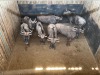 7 X BLOUWILDEBEES - BLUE WILDEBEEST M:1 V/F:6 MULATI (Betaal per dier/Pay per animal) - 3