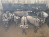 7 X BLOUWILDEBEES - BLUE WILDEBEEST M:1 V/F:6 MULATI (Betaal per dier/Pay per animal) - 4