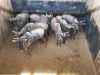 7 X BLOUWILDEBEES - BLUE WILDEBEEST M:1 V/F:6 MULATI (Betaal per dier/Pay per animal) - 5