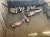 10 X BLESBOK - BLESBUCK V/F:10 MULATI (Betaal per dier/Pay per animal) - 2
