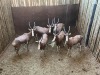 6 X BLESBOK - BLESBUCK V/F:6 MULATI (Betaal per dier/Pay per animal) - 2
