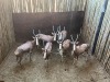 6 X BLESBOK - BLESBUCK V/F:6 MULATI (Betaal per dier/Pay per animal) - 3