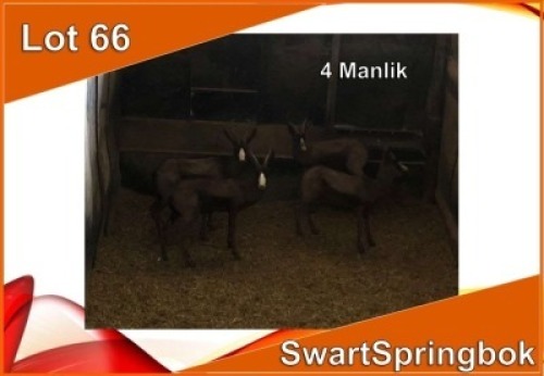 4x SWART SPRINGBOK/BLACK SPRINGBUCK M:4 (Per stuk om lot te neem)
