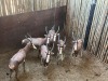 6 X BLESBOK - BLESBUCK V/F:6 MULATI (Betaal per dier/Pay per animal) - 4